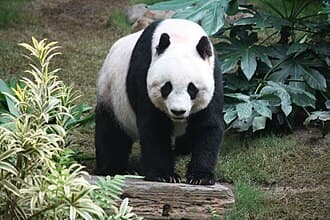 Pandas